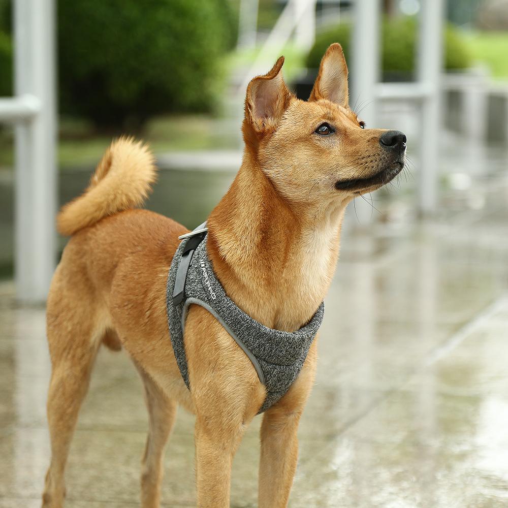 Harnais PETKIT Air Pro - Confort Ultime & Style Premium pour Chien ✨🐕 Sky Blue Arachne